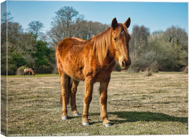Majestic Wild Ponies of the New Forest Canvas Print by Martin Day