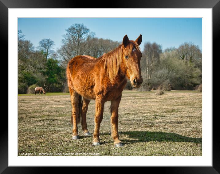 Majestic Wild Ponies of the New Forest Framed Mounted Print by Martin Day
