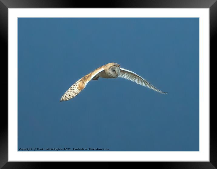 Barn Owl in flight Framed Mounted Print by Mark Hetherington