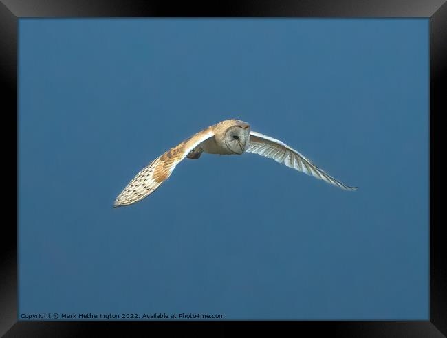 Barn Owl in flight Framed Print by Mark Hetherington