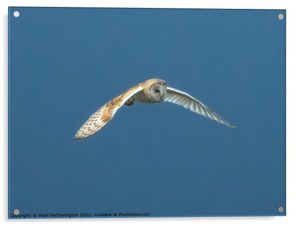 Barn Owl in flight Acrylic by Mark Hetherington