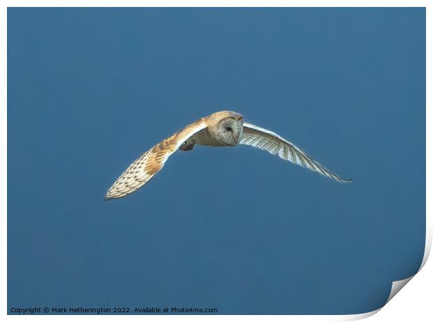 Barn Owl in flight Print by Mark Hetherington