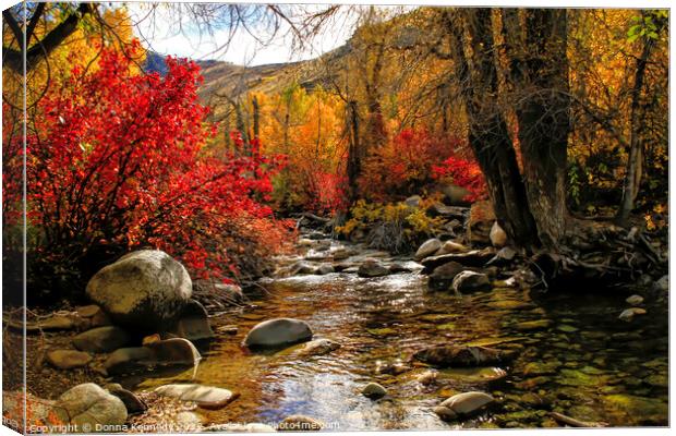 Lamoille Creek Canvas Print by Donna Kennedy