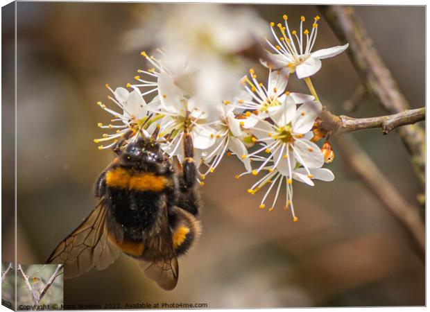 Bumble Bee Canvas Print by Mark Weekes