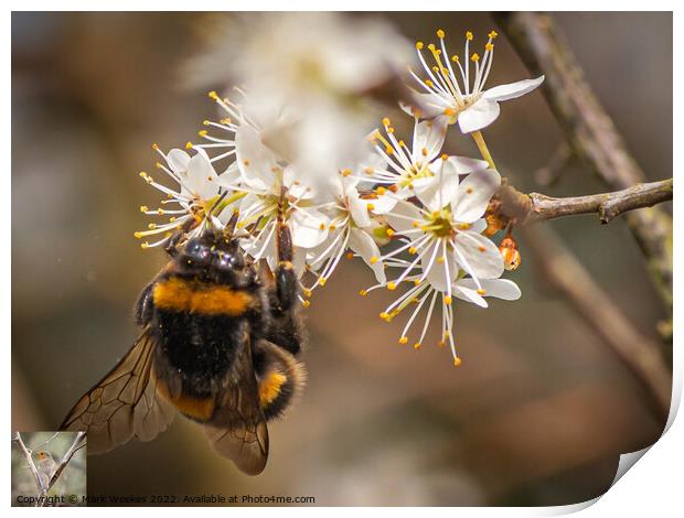 Bumble Bee Print by Mark Weekes