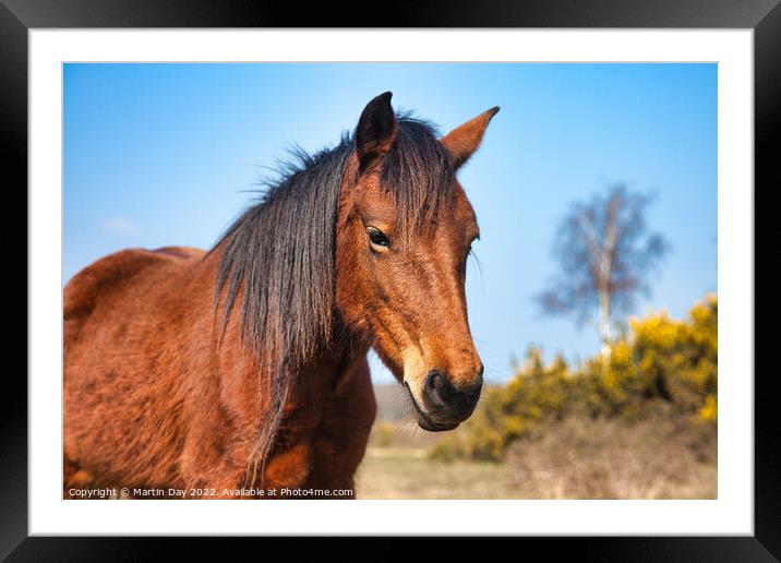 Majestic Brown New Forest Pony Framed Mounted Print by Martin Day