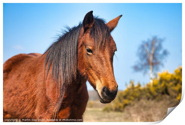 Majestic Brown New Forest Pony Print by Martin Day