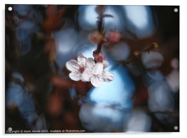 Blossom 4 Acrylic by Kevin Ainslie