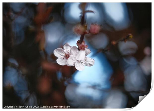 Blossom 4 Print by Kevin Ainslie