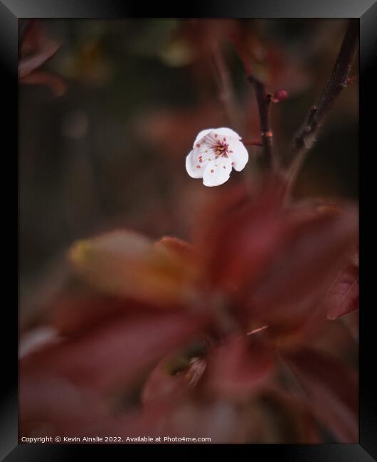 Blossom 3 Framed Print by Kevin Ainslie