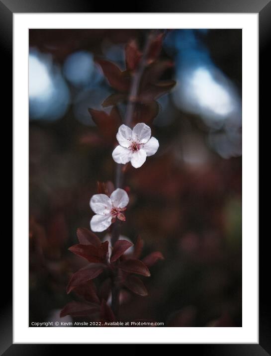 Blossom  Framed Mounted Print by Kevin Ainslie
