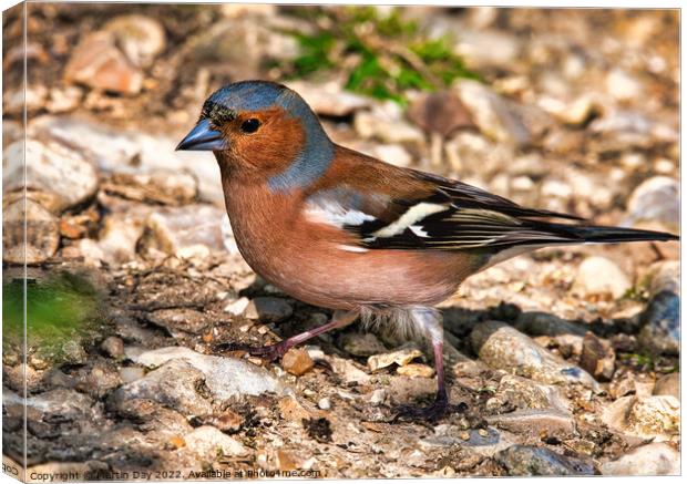 Vibrant Male Chaffinch Seeking Mate Canvas Print by Martin Day