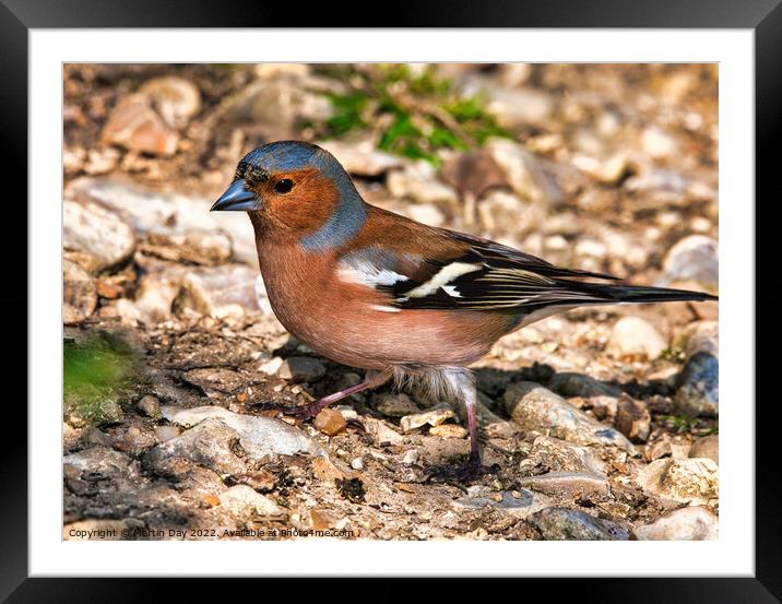 Vibrant Male Chaffinch Seeking Mate Framed Mounted Print by Martin Day