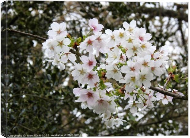 Cluster of white/pink Cherry blossom Canvas Print by Joan Rosie