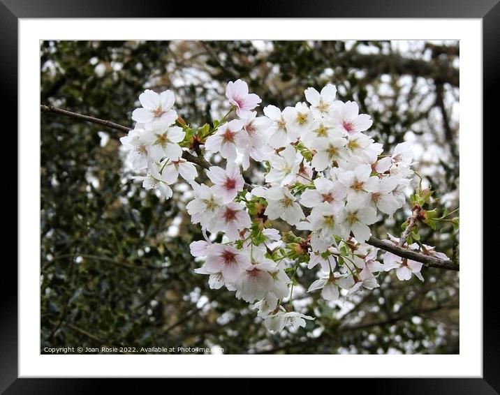Cluster of white/pink Cherry blossom Framed Mounted Print by Joan Rosie