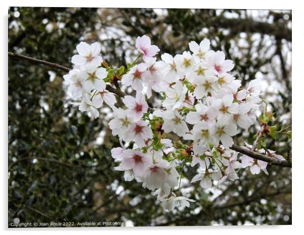 Cluster of white/pink Cherry blossom Acrylic by Joan Rosie