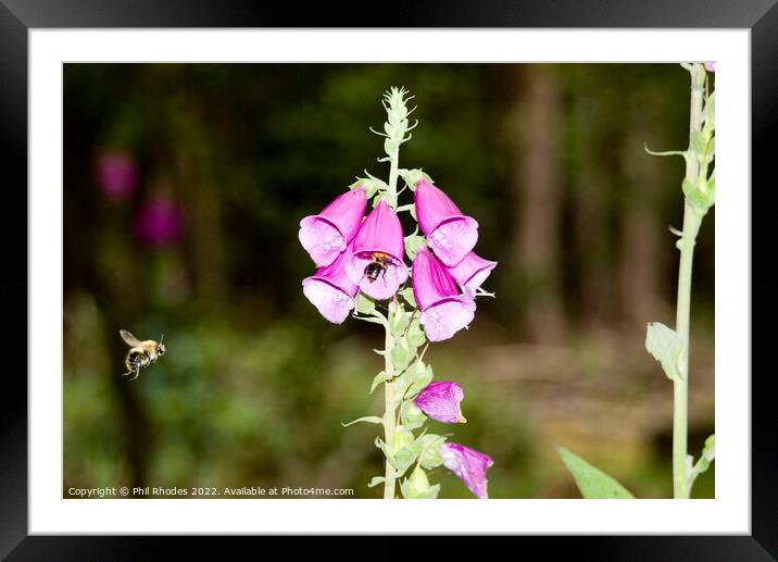 Bee's at work Framed Mounted Print by Phil Rhodes