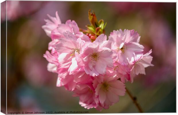 Spring Blossom Canvas Print by Simon Johnson