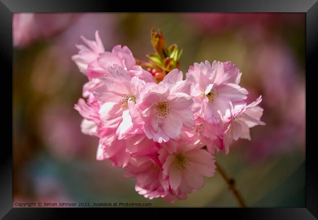 Spring Blossom Framed Print by Simon Johnson