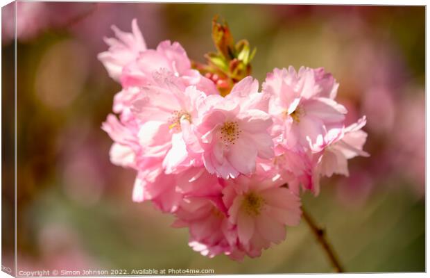 Plant flower Canvas Print by Simon Johnson