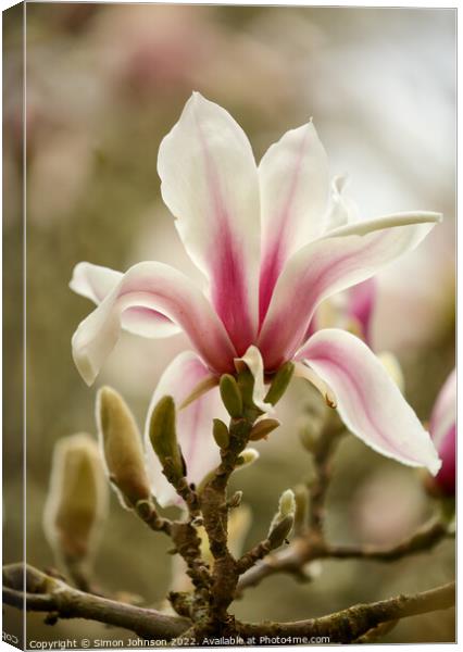 Magnolia Flower Canvas Print by Simon Johnson