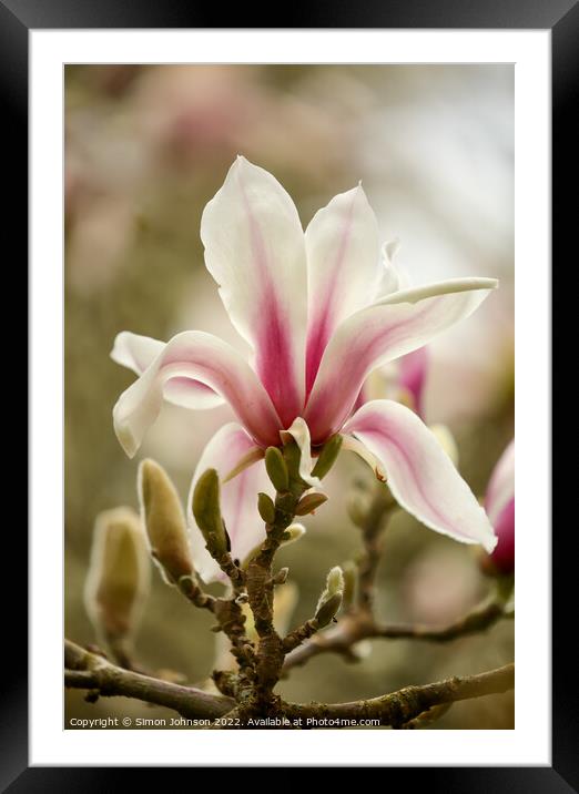 Magnolia Flower Framed Mounted Print by Simon Johnson