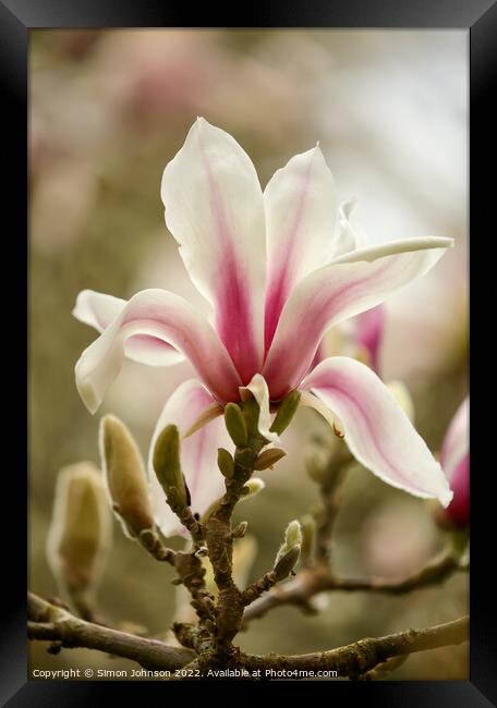 Magnolia Flower Framed Print by Simon Johnson