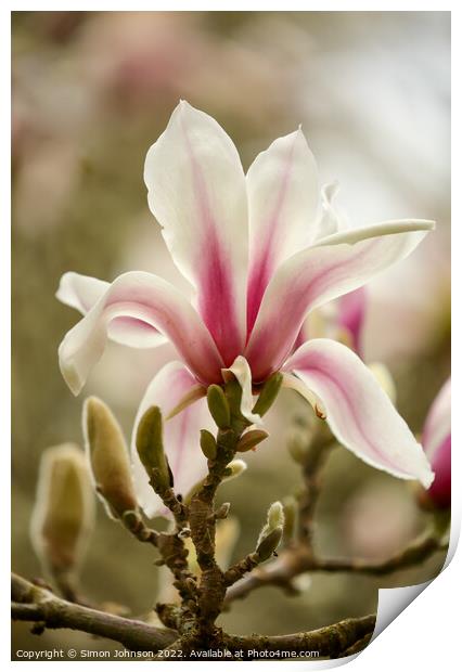 Magnolia Flower Print by Simon Johnson