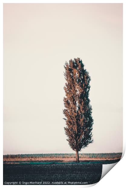 Tree cannon Print by Ingo Menhard