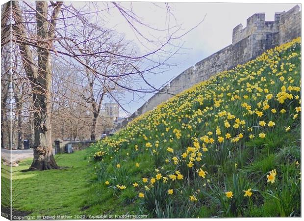 York City Walls in Spring Canvas Print by David Mather