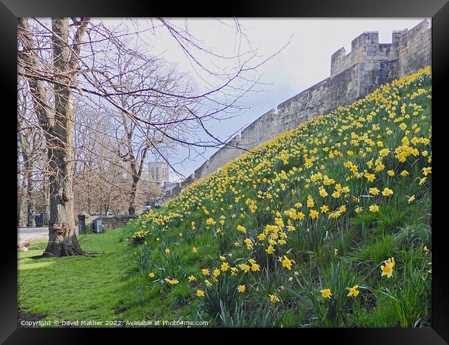 York City Walls in Spring Framed Print by David Mather