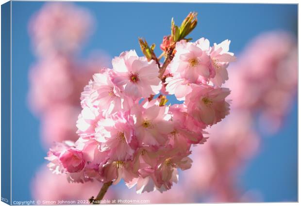 sunlit Cherry Blossom  Canvas Print by Simon Johnson