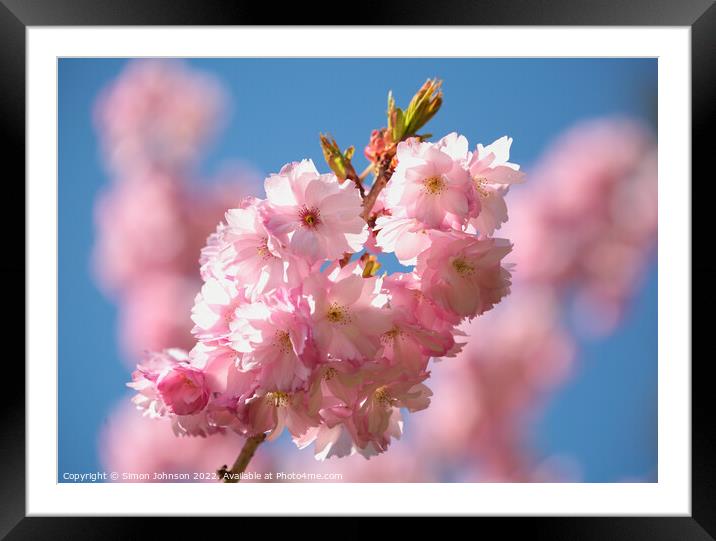 sunlit Cherry Blossom  Framed Mounted Print by Simon Johnson