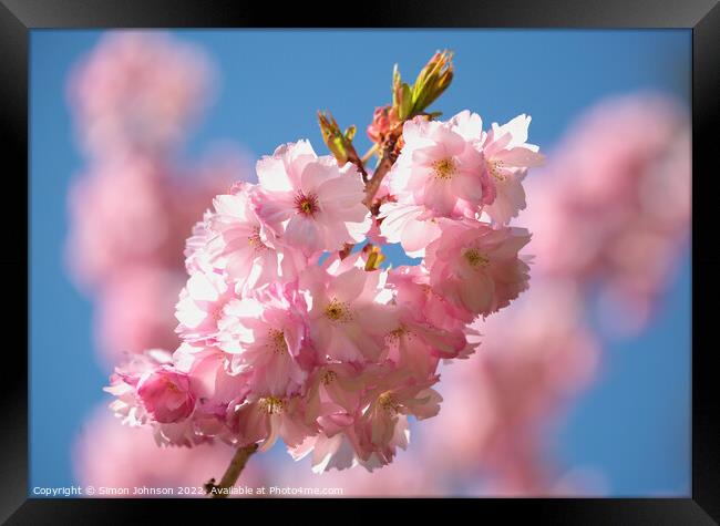 sunlit Cherry Blossom  Framed Print by Simon Johnson