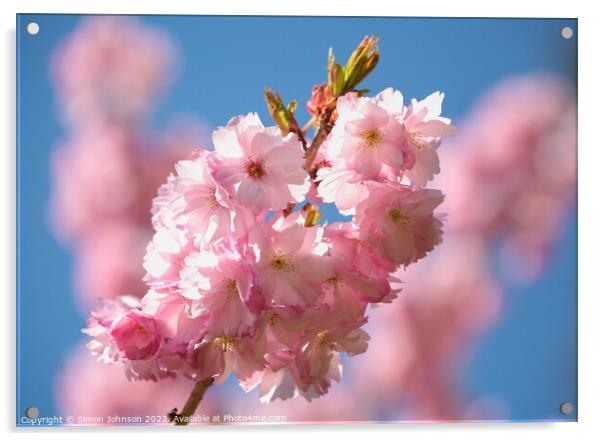 sunlit Cherry Blossom  Acrylic by Simon Johnson