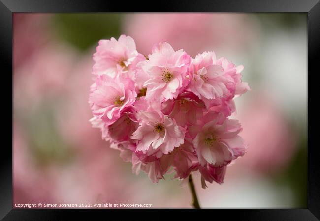 pink blossom Framed Print by Simon Johnson