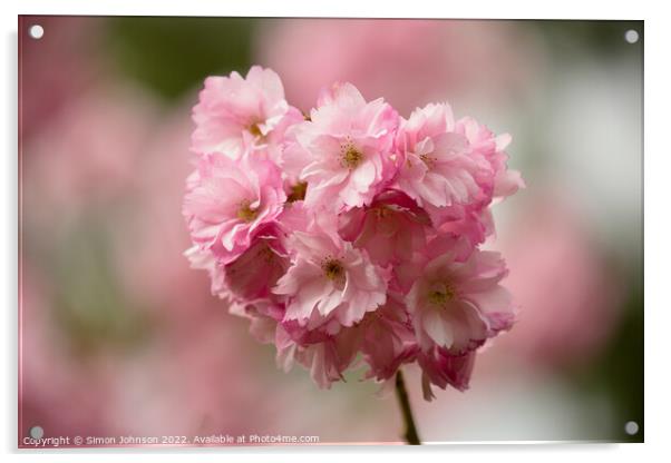 pink blossom Acrylic by Simon Johnson