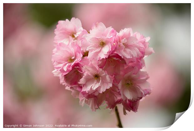 pink blossom Print by Simon Johnson