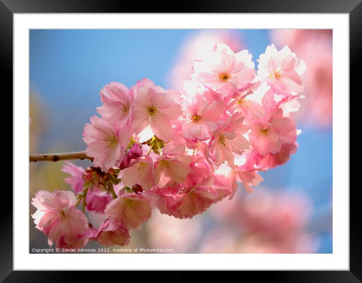 pink Blossom Framed Mounted Print by Simon Johnson