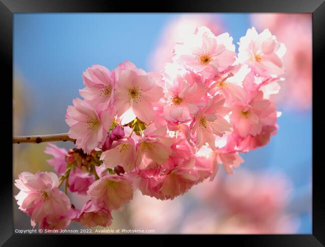pink Blossom Framed Print by Simon Johnson