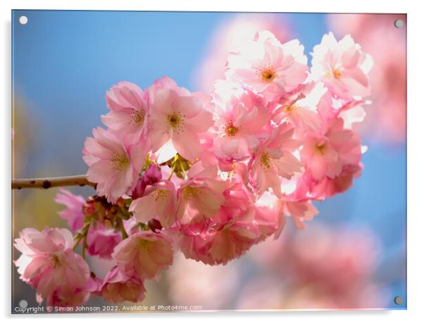 pink Blossom Acrylic by Simon Johnson
