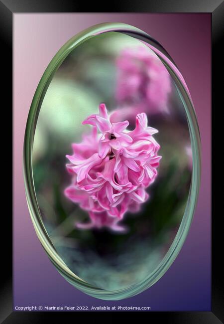 Hyacinth in spring Framed Print by Marinela Feier