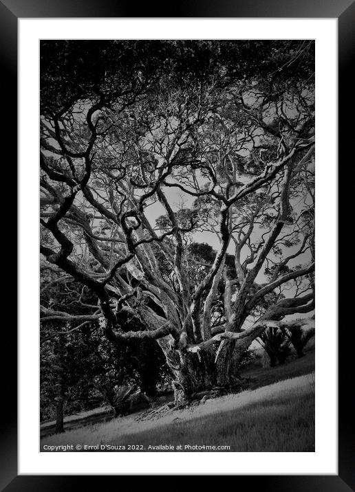 Sunlight dappled branches of a tree on a hill slope Framed Mounted Print by Errol D'Souza