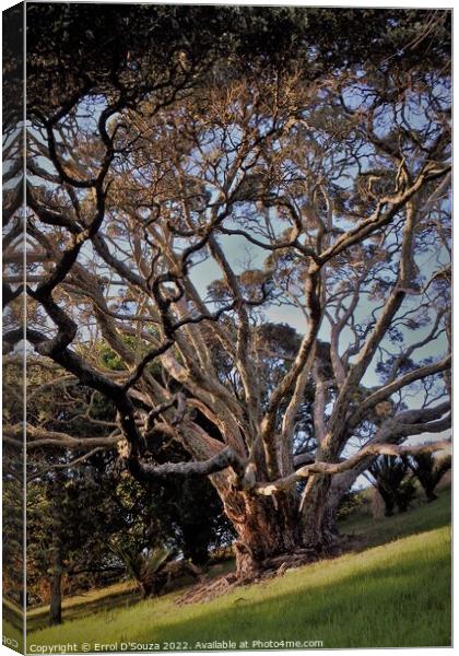 Sunlight dappled branches of a tree during golden hour Canvas Print by Errol D'Souza