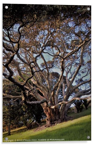 Sunlight dappled branches of a tree during golden hour Acrylic by Errol D'Souza