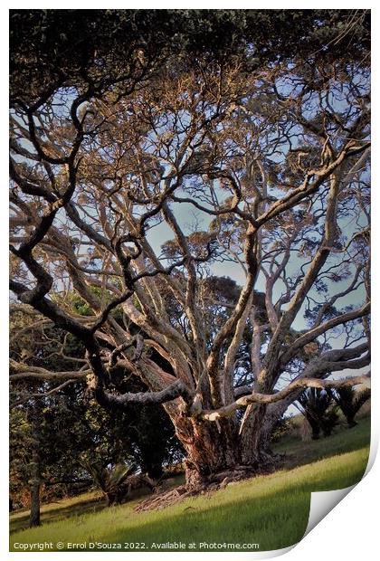 Sunlight dappled branches of a tree during golden hour Print by Errol D'Souza