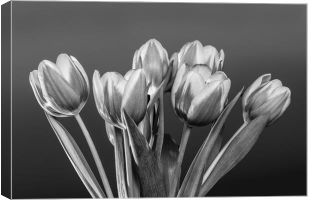 Tulip Vase. Canvas Print by Bill Allsopp