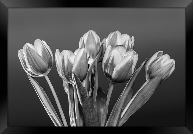 Tulip Vase. Framed Print by Bill Allsopp
