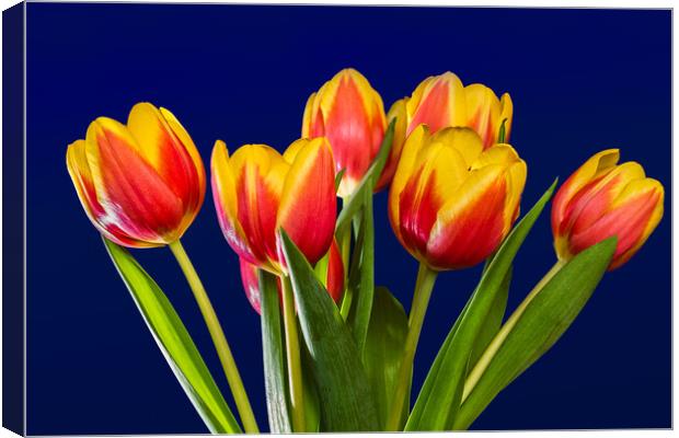 Tulip Vase. Canvas Print by Bill Allsopp