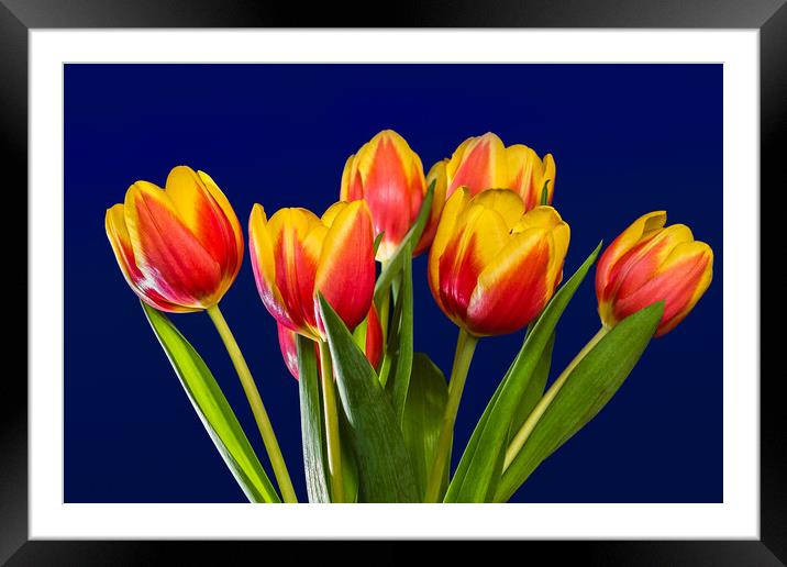 Tulip Vase. Framed Mounted Print by Bill Allsopp